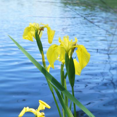 Blume