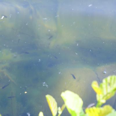 Fisch